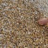 Yellow Pebble Stone